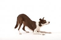 Picture of Border Collie bowing
