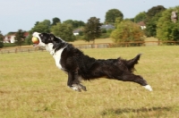 Picture of Border Collie catching ball