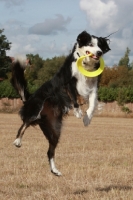 Picture of Border Collie catching frisbee