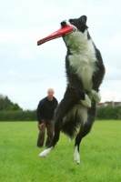 Picture of Border Collie catching frisbee