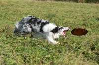 Picture of Border Collie catching frisbee
