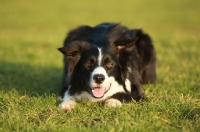 Picture of Border Collie concentrating