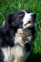 Picture of Border Collie concentrating