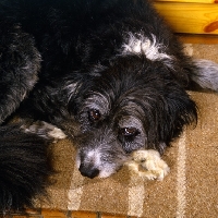 Picture of border collie cross bearded collie, portrait  