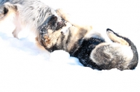 Picture of Border Collie cross dog and German Shepherd dog playing in the snow