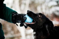 Picture of Border Collie cross giving ball