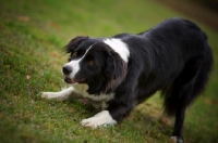 Picture of Border Collie crouching