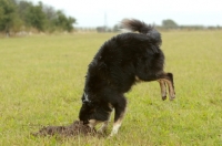 Picture of Border Collie diving into hole