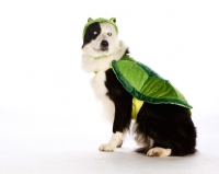 Picture of border collie dressed up