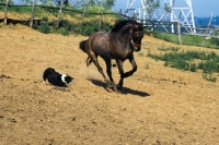 Picture of Border Collie driving horse