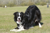 Picture of Border Collie eager to play