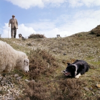 Picture of border collie eyeing sheep