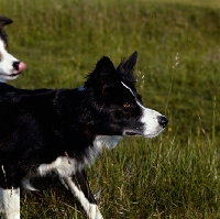 Picture of border collie eyeing