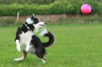 Picture of Border collie focused on ball