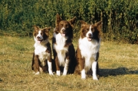 Picture of Border Collie Group
