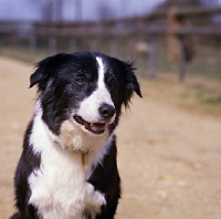 Picture of border collie head portrait