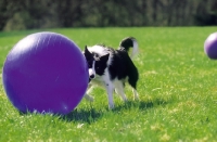 Picture of Border Collie herding a ball