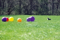 Picture of Border Collie herding balls