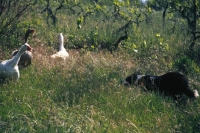 Picture of Border Collie herding geese