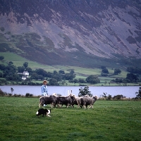 Picture of border collie herding herdwick eweswith shepherdess on 'one man and his dog', lake district