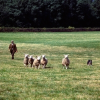 Picture of border collie herding sheep at trial