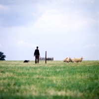Picture of border collie herding sheep on a pasture