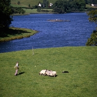 Picture of border collie herding sheep on the set of  'one man and his dog', lake district
