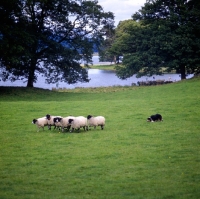 Picture of border collie herding sheep on 'one man and his dog' lake district