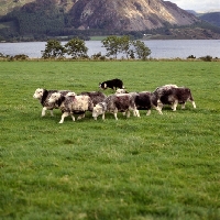 Picture of border collie herding sheep on the set of  'one man and his dog', lake district, herdwick sheep