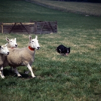 Picture of border collie herding sheep