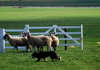 Picture of border collie herding sheep