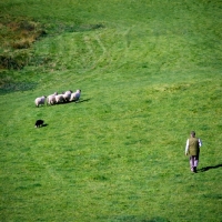 Picture of border collie herding sheep