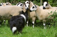 Picture of Border Collie herding