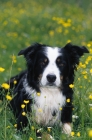 Picture of Border Collie in buttercup field