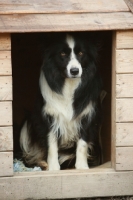 Picture of Border Collie in dog house