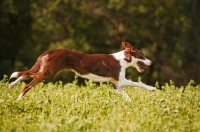 Picture of Border Collie in motion
