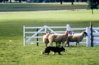 Picture of border collie in sheepdog trials penning sheep