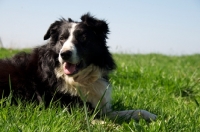 Picture of Border Collie in summer