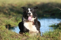 Picture of Border Collie in water