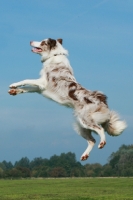 Picture of Border Collie jumping into air
