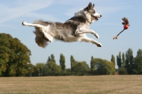 Picture of Border Collie jumping into the air to retrieve toy
