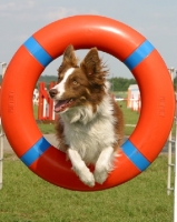 Picture of Border Collie jumping through ring