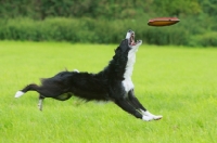 Picture of Border Collie jumping to catch frisbee