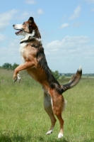 Picture of Border Collie jumping up, side view