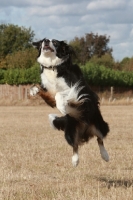 Picture of Border Collie jumping up