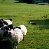 Picture of border collie keeping an eye on some sheep