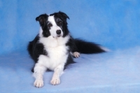 Picture of Border Collie looking at camera, on blue background
