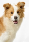 Picture of Border Collie looking at camera, Ardenwood Penny