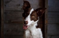 Picture of Border Collie looking at camera