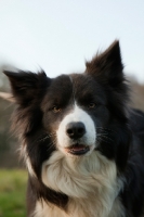 Picture of Border Collie looking at camera with ears up
